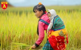 Mùa vàng ở vùng cao Y Tý